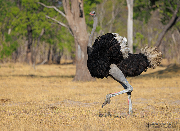 Ostrich