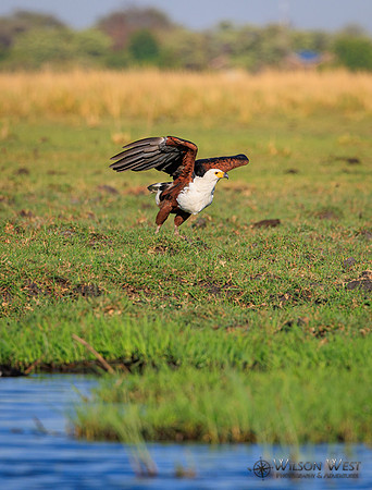 African Fish Eagle