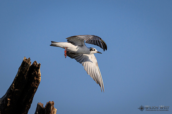 Whiskered Tern