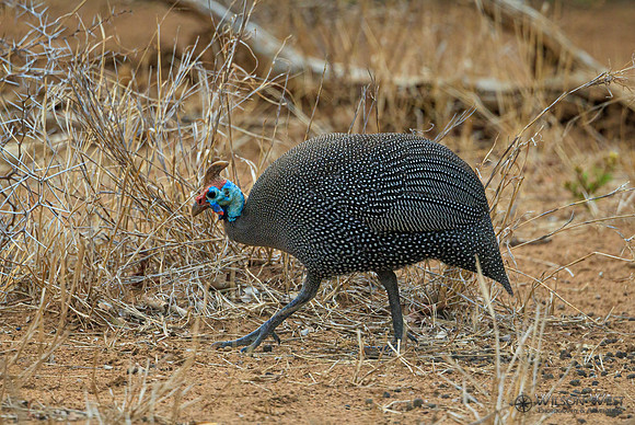 Helmeted Guineafowl