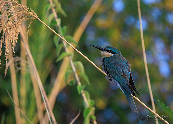 Blue-cheeked Bee-eater