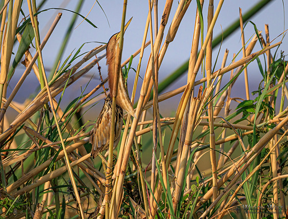 Little Bittern