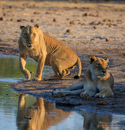 Lion