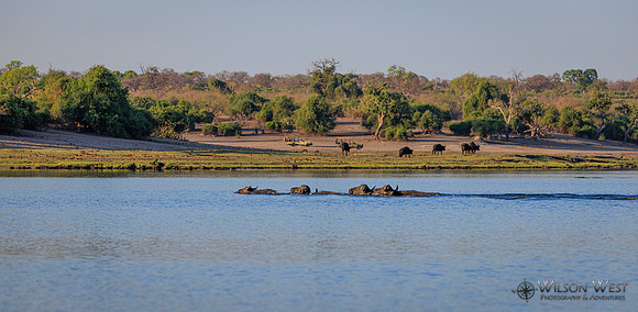 Cape Buffalo