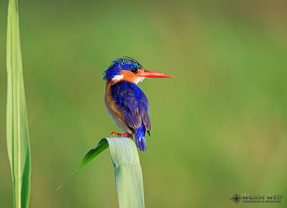 Malachite Kingfisher
