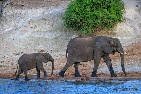 Elephant