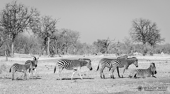 Burchell's Zebra