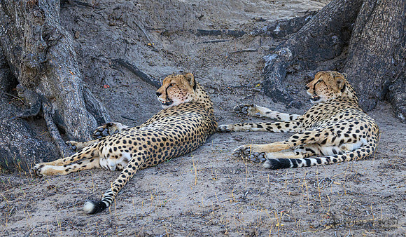 Cheetah