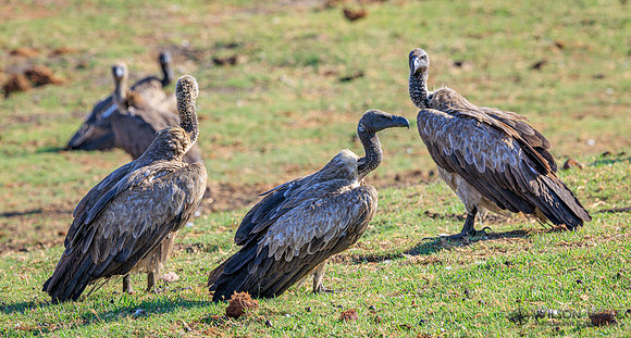 White-backed Vulture