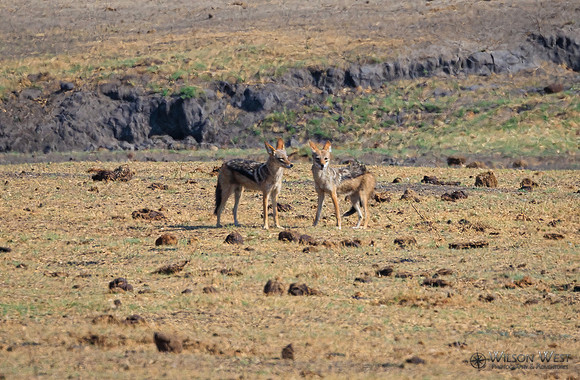 Black-backed Jackal