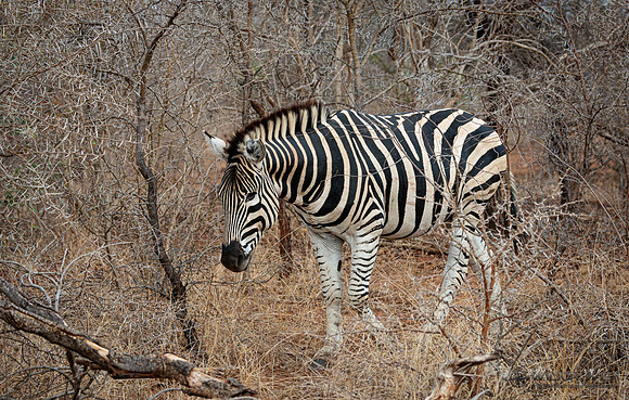 Burchell's Zebra