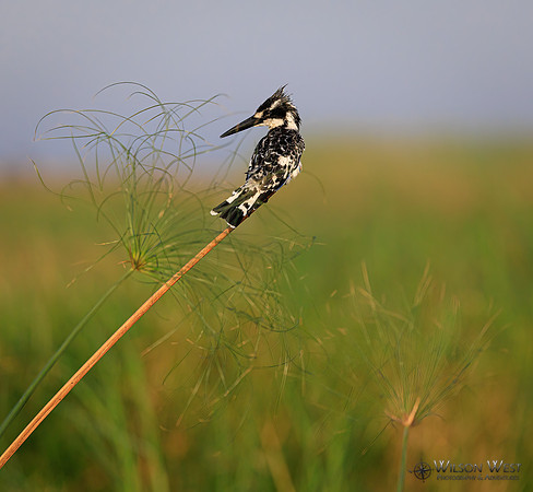 Pied Kingfisher