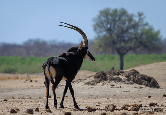 Sable Antelope, Red-billed Oxpecker