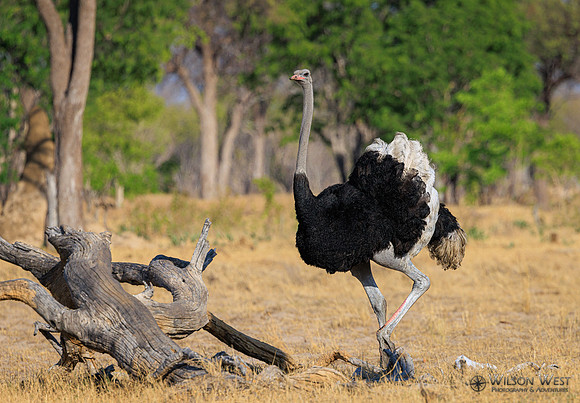 Ostrich