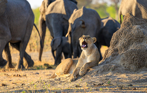 Lion, Elephant