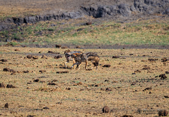 Black-backed Jackal