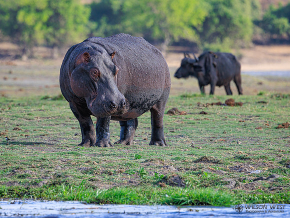 Hippopotamus