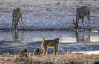 Baboon, Roan Antelope