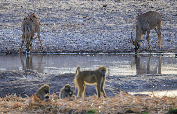 Baboon, Roan Antelope