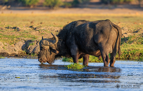 Cape Buffalo
