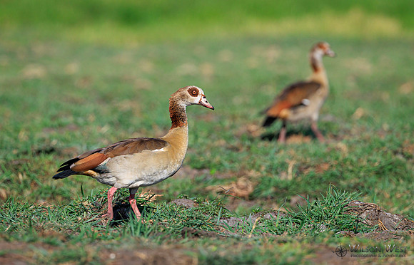 Egyptian Goose
