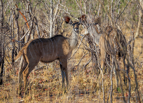 Greater Kudu