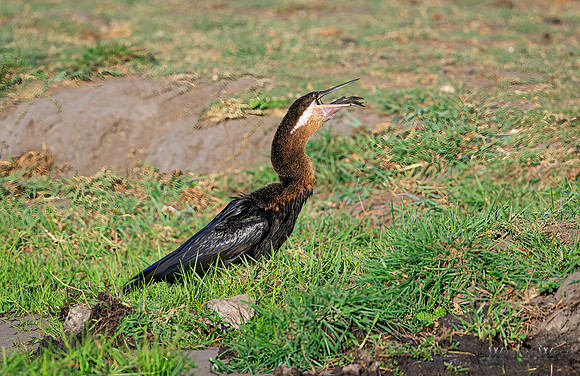 African Darter