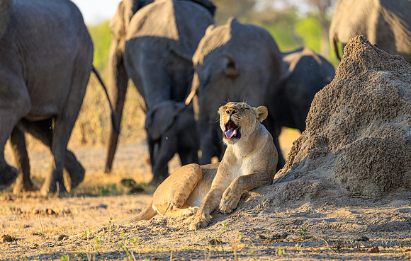 Lion, Elephant
