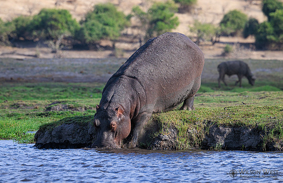 Hippopotamus