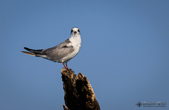 Whiskered Tern