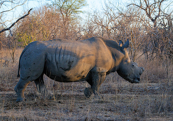 White Rhinoceros