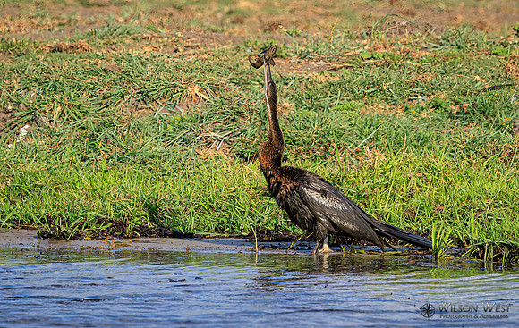 African Darter