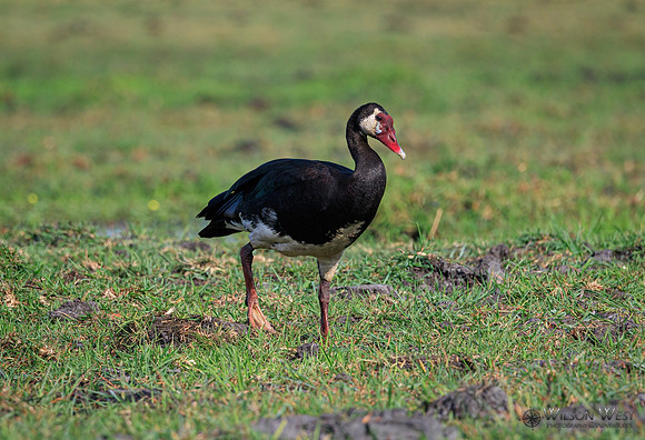 Spur-winged Goose