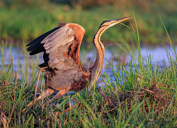 Purple Heron
