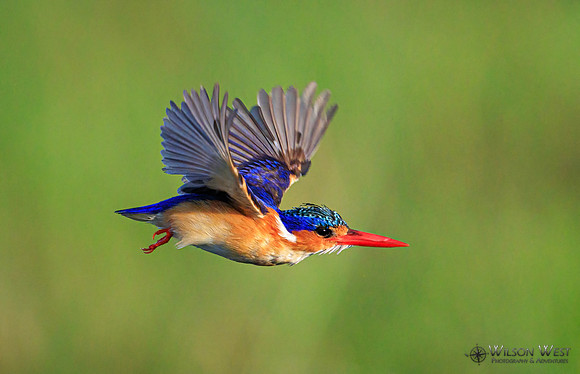 Malachite Kingfisher