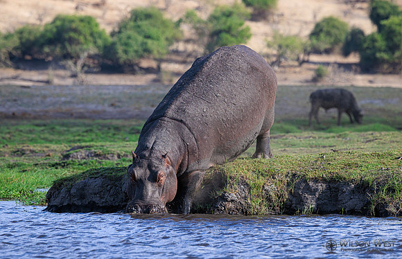 Hippopotamus