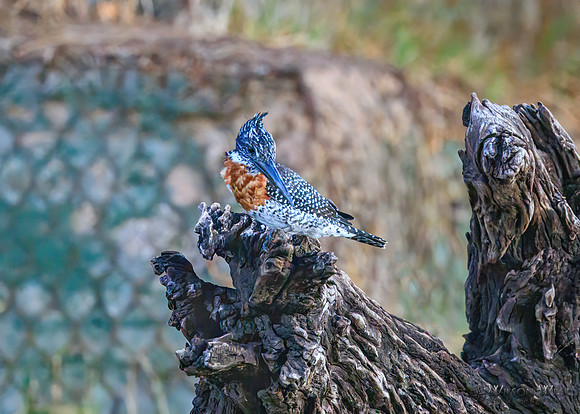 Giant Kingfisher
