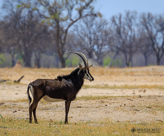 Sable Antelope