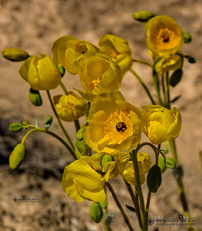Bear Paw Poppy