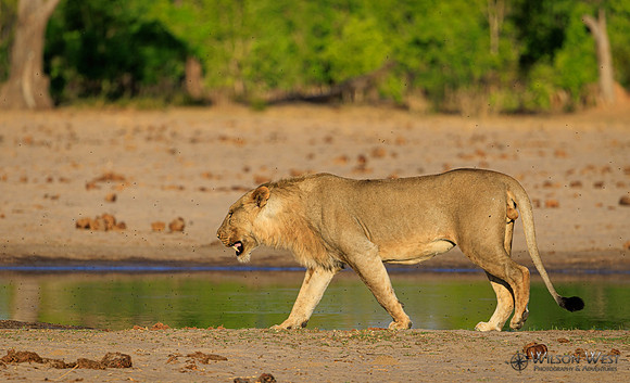 Lion