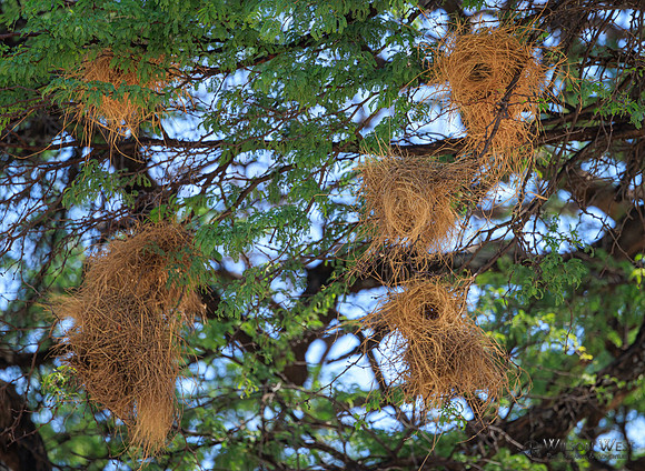 Weaverbird nests