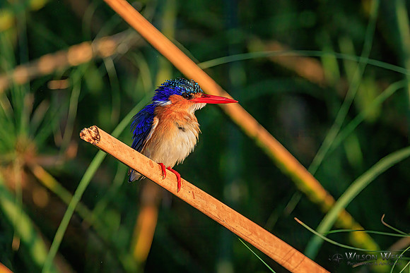 Malachite Kingfisher