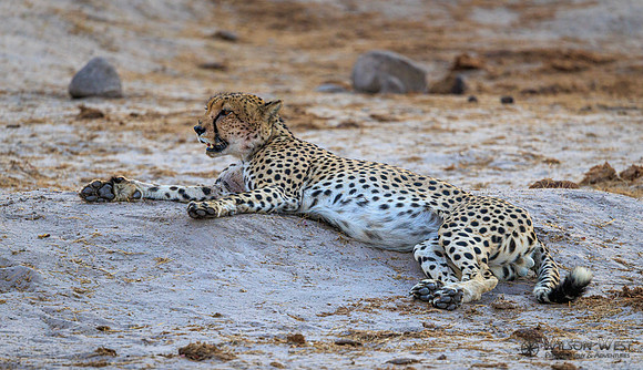 Cheetah