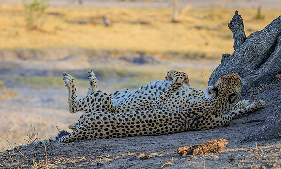 Cheetah