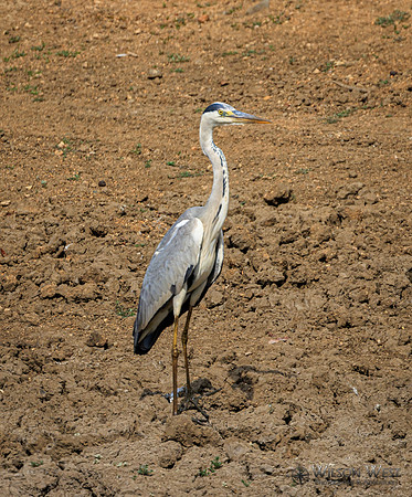 Gray Heron