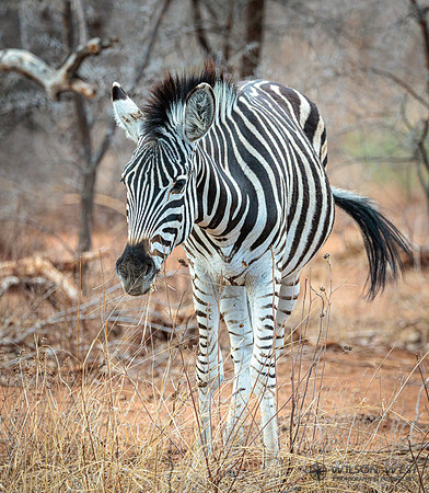 Burchell's Zebra