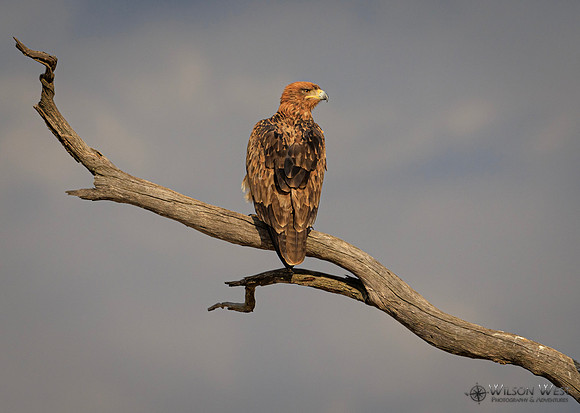 Tawny Eagle