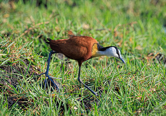 Jacana