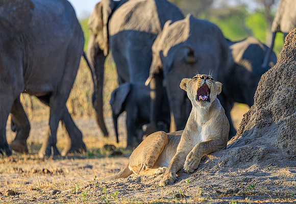 Lion, Elephant