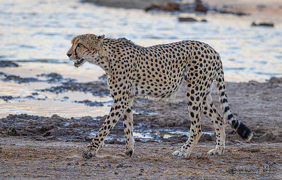 Cheetah